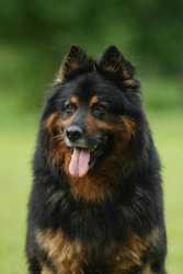 Ch., JCh. Cid Stamo-Bud