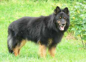 Ch., JCh. Edar Daraskár