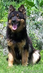 Ch., JCh. Every Daraskár