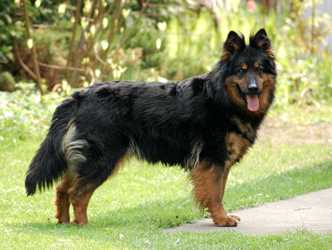 Ch. Kesie z Dašického zátiší