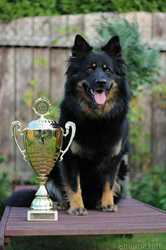 Grand Ch., Ch., JCh., VCh. Arri Anne Regenia Bohemia