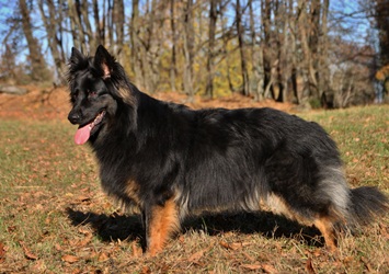 Grand Ch., Ch., VCh. Olivie z Gipova