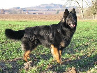 Ch., Grand Ch., VCh. Cid Lužanské hvozdy