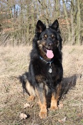 Ch. Kristi od Strážné skály