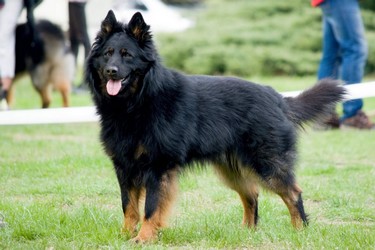 Ch., JCh., Grand Ch. Unicas z Gipova