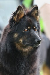 Grand Ch., Ch., VCh. Bea z Chrámeckých vinic