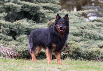 Grand Ch., Ch., VCh. Grüner Bryvilsár