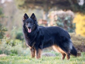 JCh., Ch., Grand Ch., VCh. Izabell z Letinské kovárny