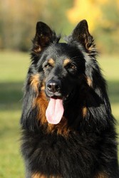 Ch., Grand Ch., VCh. Chester z Dašického zátiší