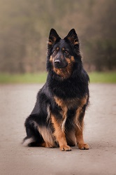 Ch., Grand Ch. Brook Atra Talpa