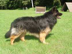 Ch. Brrix Barracuda Aces