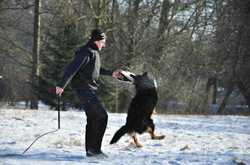 Grand Ch., Ch. Gass Stamo-Bud