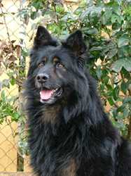 Grand Ch., Ch., VCh., JCh. Orin Bryvilsár