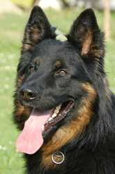 Grand Ch., Ch., VCh., JCh. Lexus Speed z Gipova