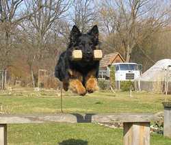 Grand Ch., Ch., VCh., JCh. Lexus Speed z Gipova