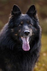 Ch. Foster Krosandra