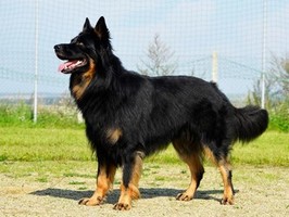 Ch., JCh., VCh. Orsid Krosandra