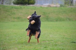 Grand Ch., Ch., JCh., VCh. Randy Krosandra