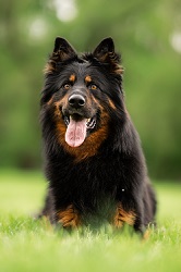 JCh., Ch., Grand Ch. Wurzi Bryvilsár