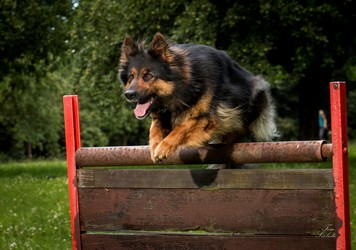 Ch. Cessy z Melechovské stráně